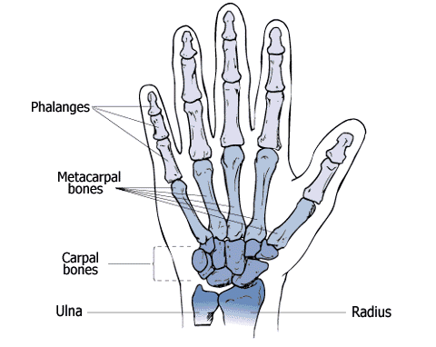 hand bone graphic