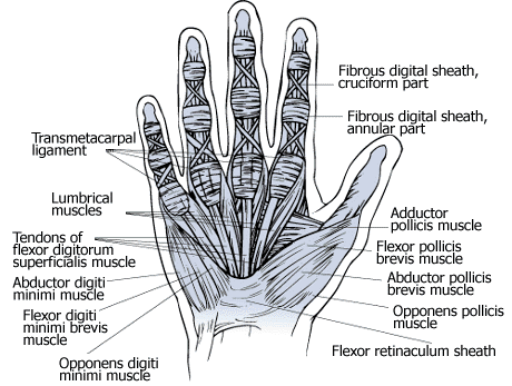 hand muscles graphic
